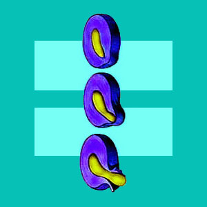 intervertebral disc anatomy