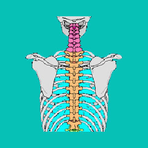 thoracic degenerative disc disease